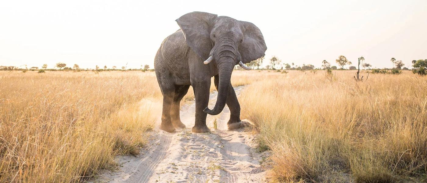 Pourquoi le Botswana Devrait Figurer sur Votre Liste de Souhaits