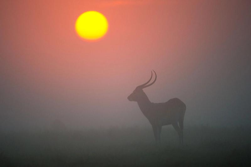 The African sunset casts a misty silhouette of a buck