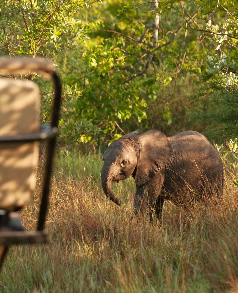 Game viewing on safari