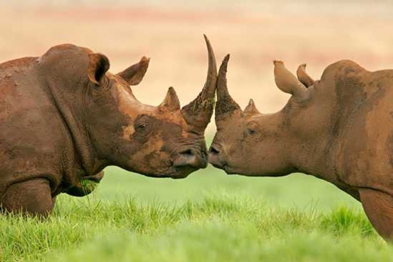 rhinos in the wild