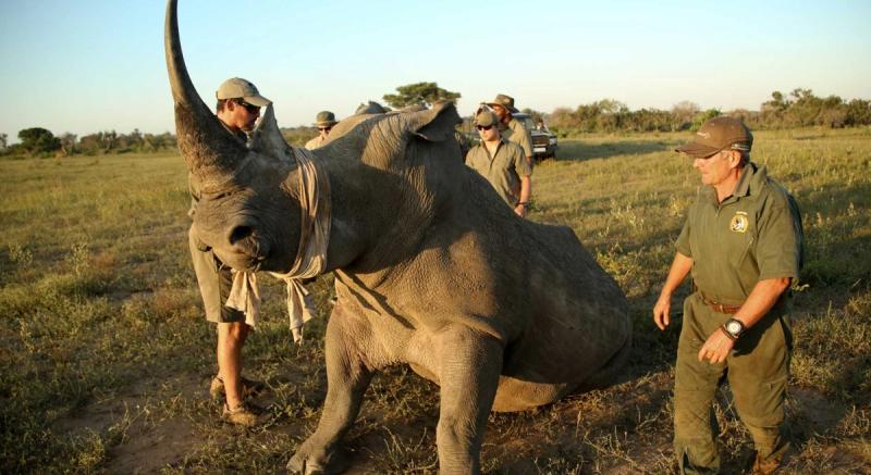 Phinda has a hands-on approach to rhino conservation