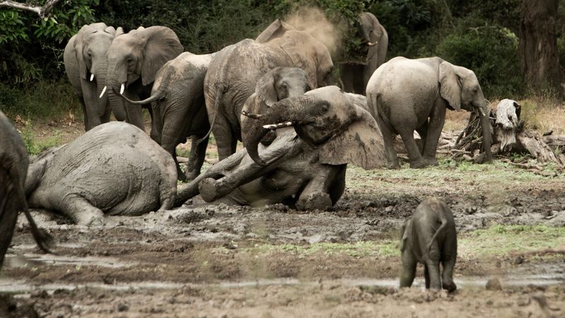 Herd of elephants bathing in the mud in Gonarezhou National Park