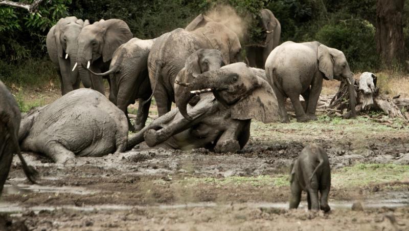 Herd of elephants bathing in the mud in Gonarezhou National Park
