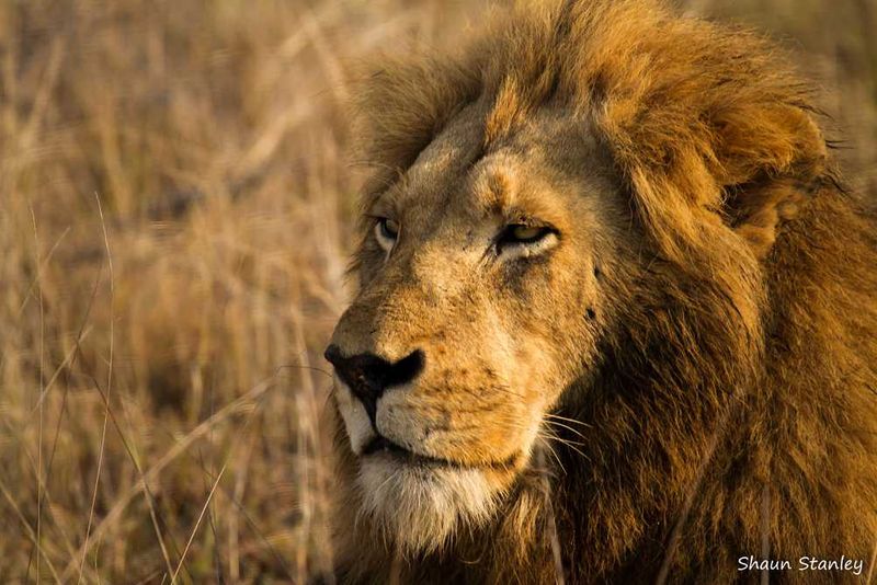Sabi Sabi Game Reserve