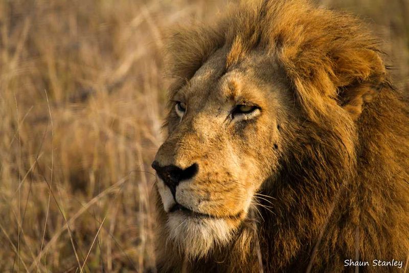 Sabi Sabi Game Reserve