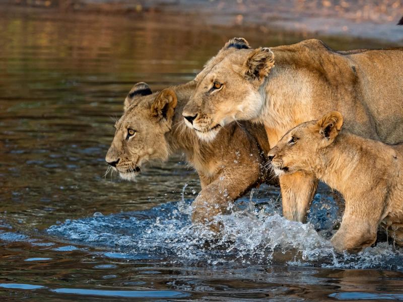 A lioness leads her two cubs through the shallow waters of the Okavango Delta, their intense gaze fixed ahead as they wade through the rippling surface.