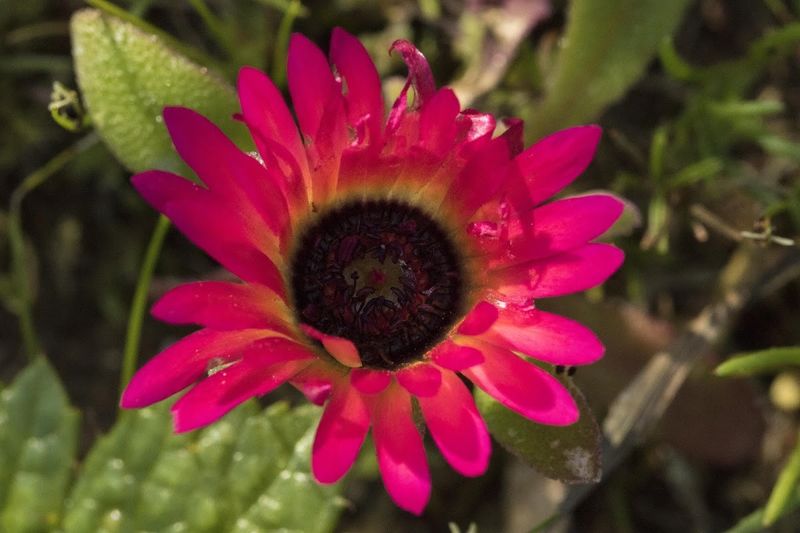Temporada de flores na África do Sul: Flores na costa oeste da África do Sul