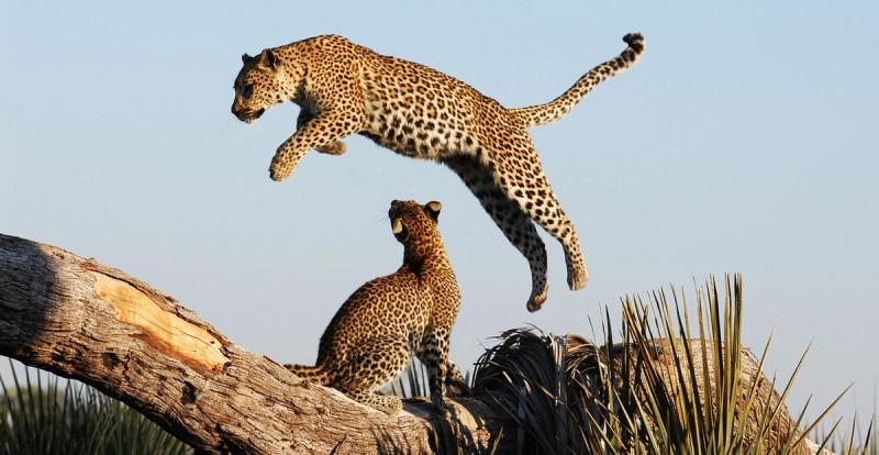 Auch Leoparden und alle weiteren Mitglieder der „Big Five“ erleben Sie hier