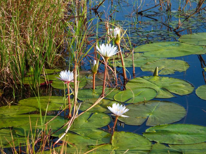 White water lilies floating among lily pads in the Okavango Delta.