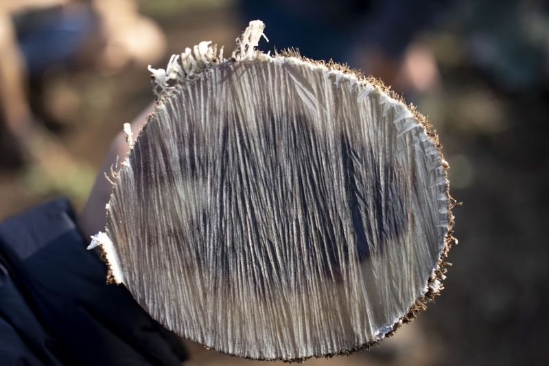 Close-up of a rhino horn