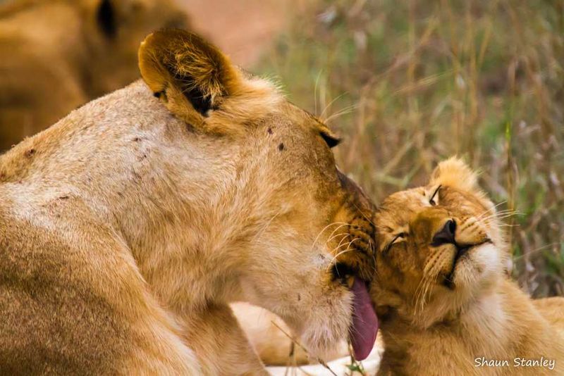 Lion and Cub, Londolozi