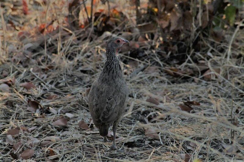 A lone quail