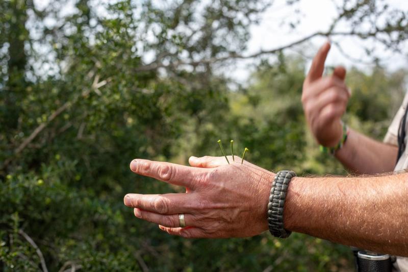 Healing plant on bush walk at Amakhala Private Game Reserve, Eastern Cape, South Africa