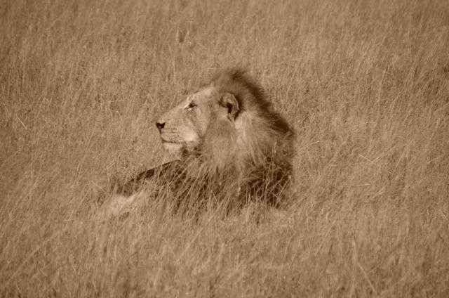 Lion in our midst