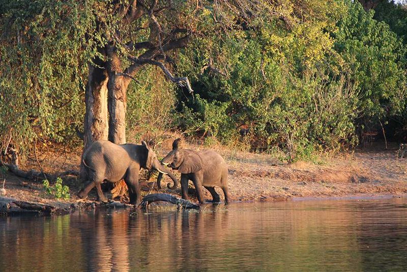 Sanctuary Chobe Chilwero