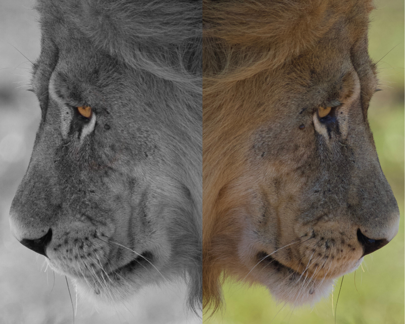 lion-edit-phone-photography