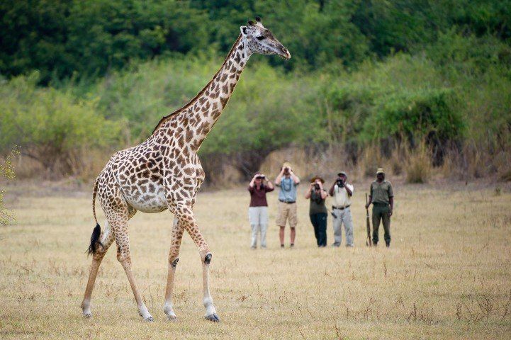 Eine Gruppe Menschen beobachten eine Giraffe aus nächster Nähe