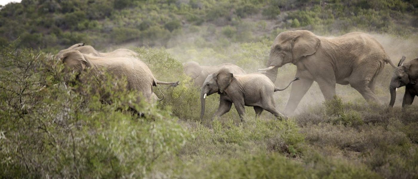 Have You Met the African Super Seven?