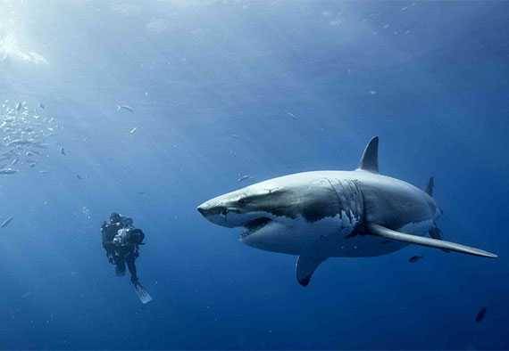 Where Great Whites Roam