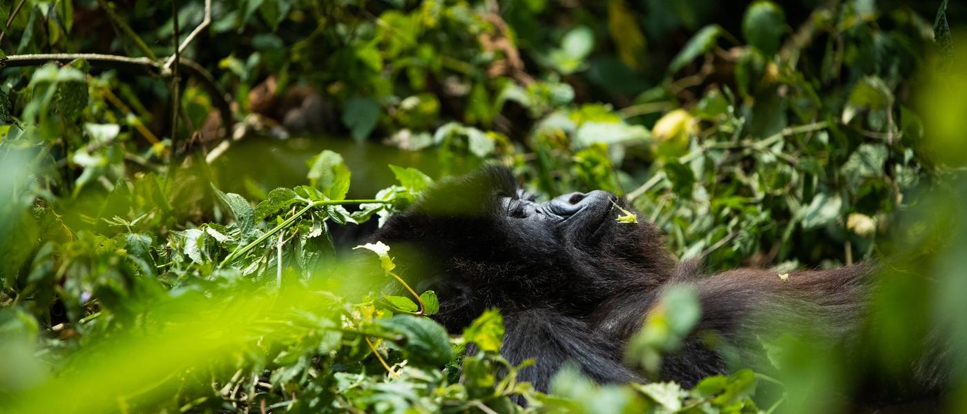 Das Gorilla-Trekking-Abenteuer meines Lebens