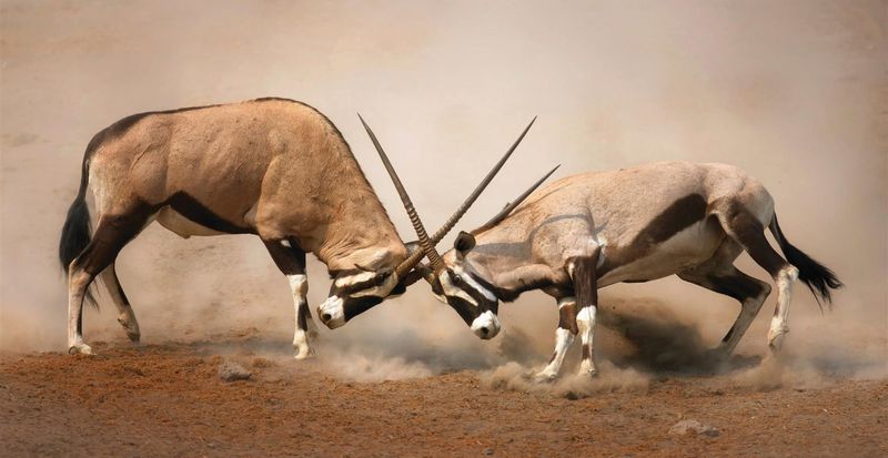 Gemsbok fighting with their horns in Etosha, Namibia