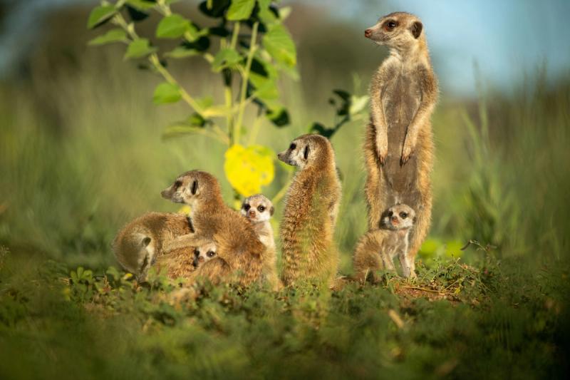 A close-up of a family of meerkats in Tswalu - one of the most unique places to travel