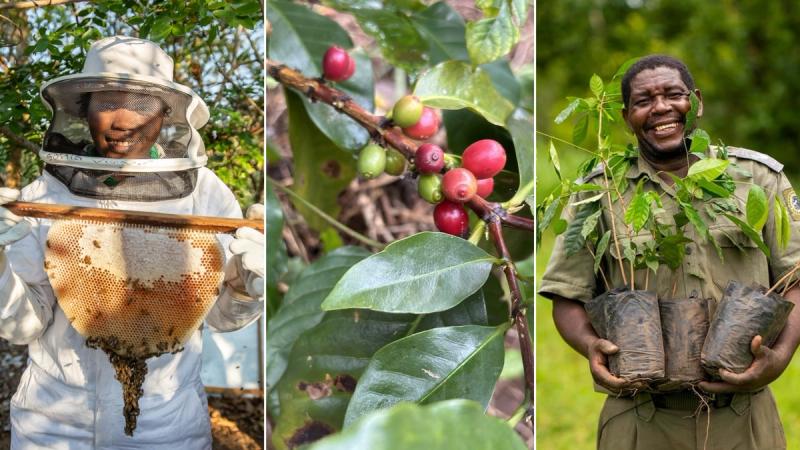 Beekeepers, coffee growers, and seedling farmers work with their harvests and plants during a Gorongosa safari.