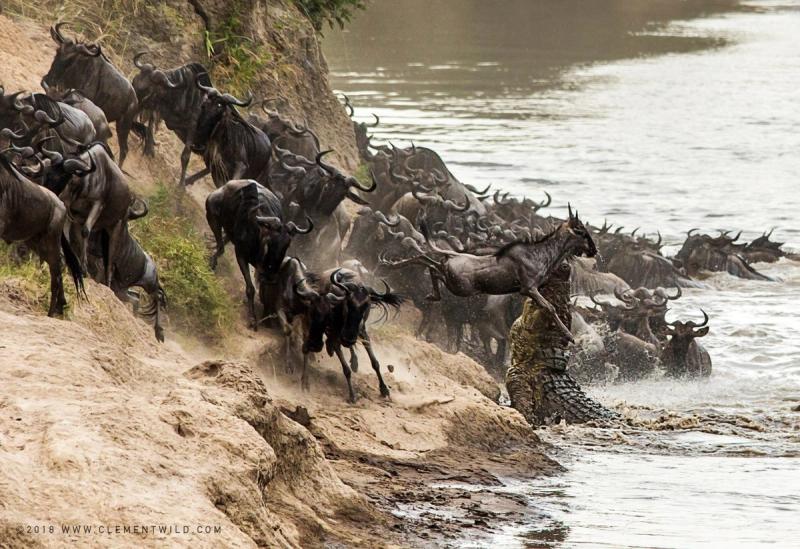 Wildebeest trying to get across the river likely on their Great Migration