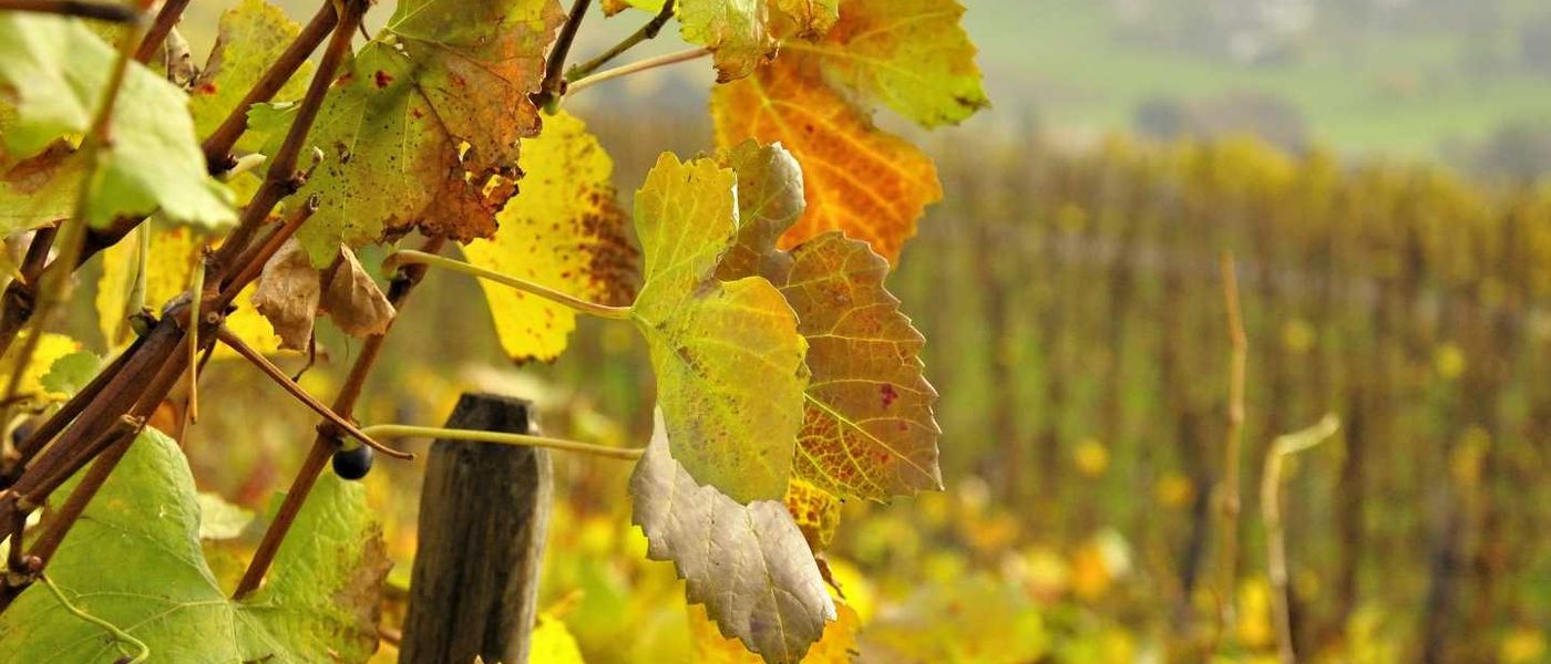 Everyone Likes a Bit of Varietal…