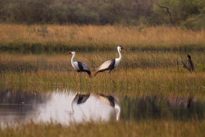 birds water reflection vumbura plains okavango delta botswana