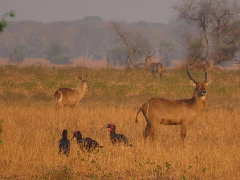 Nature safari in Gorongosa National Park