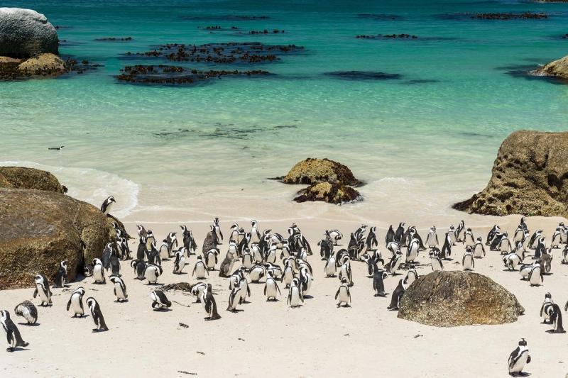 Kapstadt beste Reisezeit: Pinguine am Strand von Boulders Beach bei Simons Town
