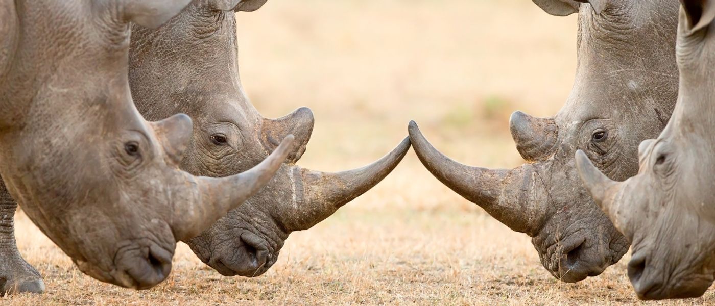 Die Rhino-Renaissance: Ein neues Kapitel für Afrikas Nashörner