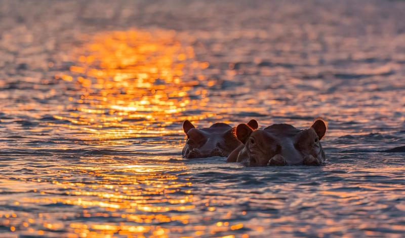 Two hippos surface in a river at sunset, their ears glinting against the fiery reflections of Africa in September.