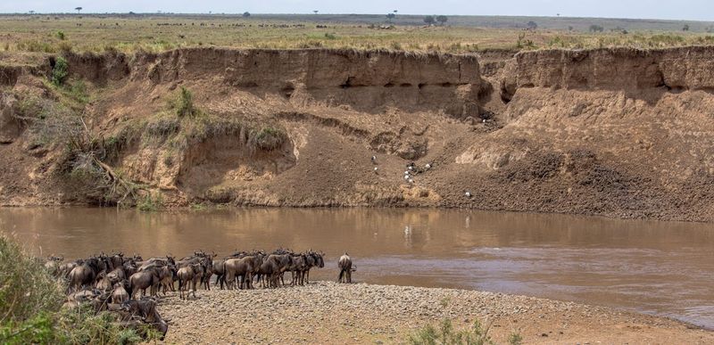 Wildebeest at a river during the Great Wildebeest Migration
