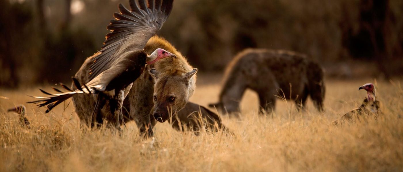 Ugly Five: conoce a los "Cinco feos" de los safaris
