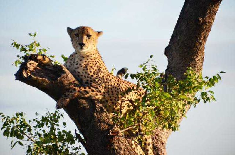 Here kitty, kitty