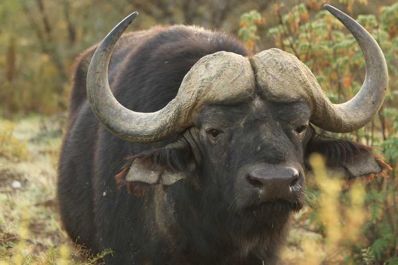 You don't realise how furry a buffalo is until you get up close