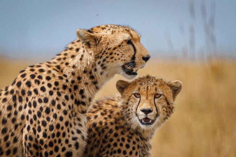 Two cheetah