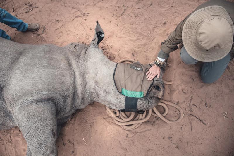 Suzanna Bayly helping with rhino conservation