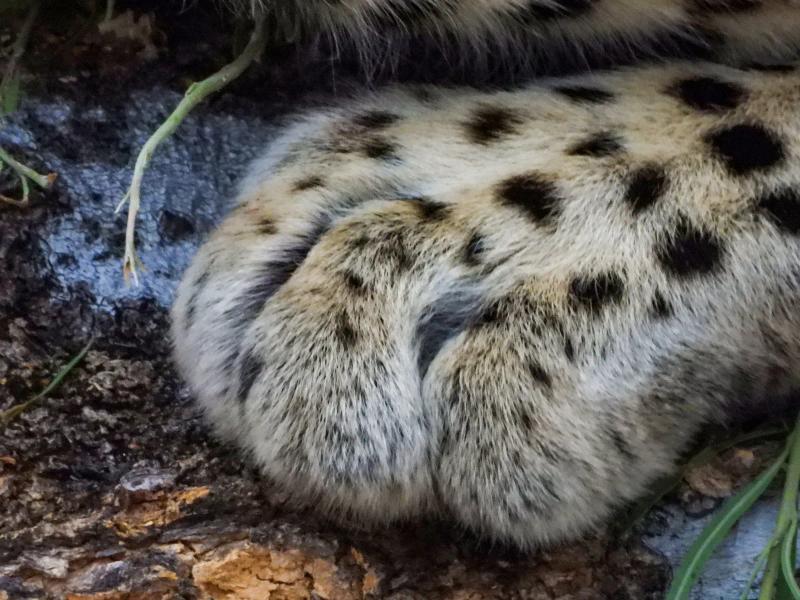 Close-up of a leopard's spotted front paws resting on a tree trunk in Botswana.
