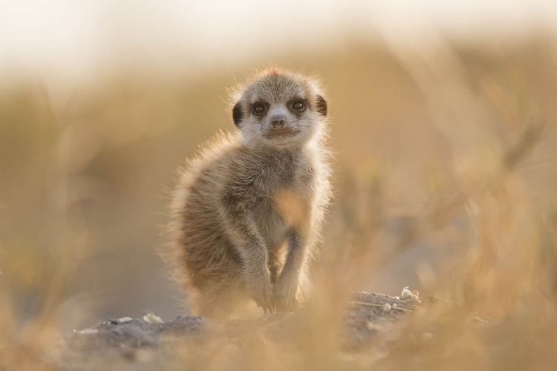 baby meerkat jacks camp botswana