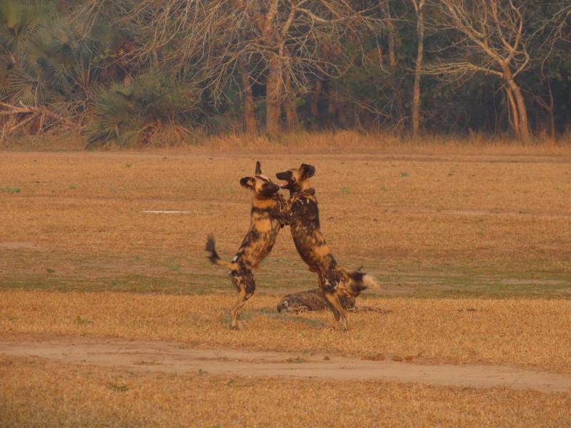 African wild dogs in Gorongosa National Park
