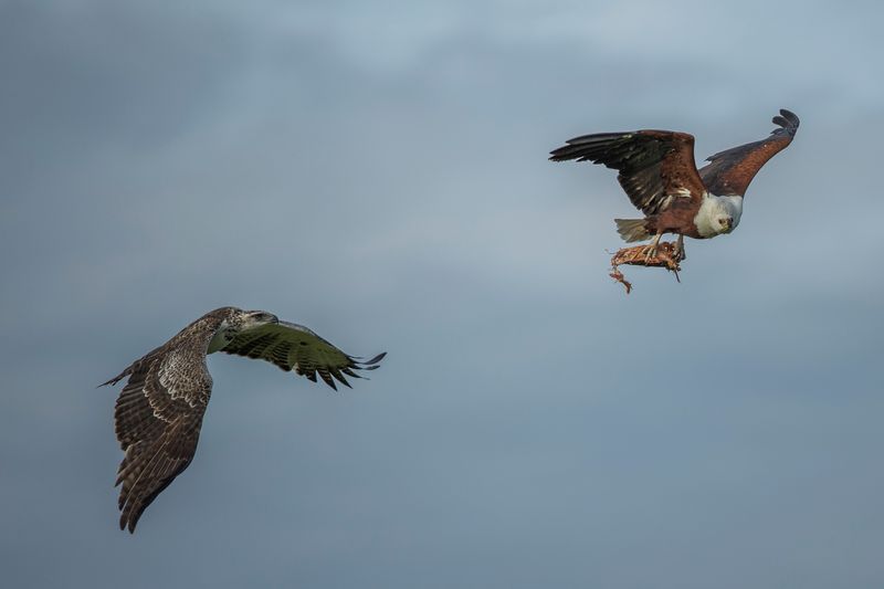 Bald Eagle and Martial Eagle in Africa