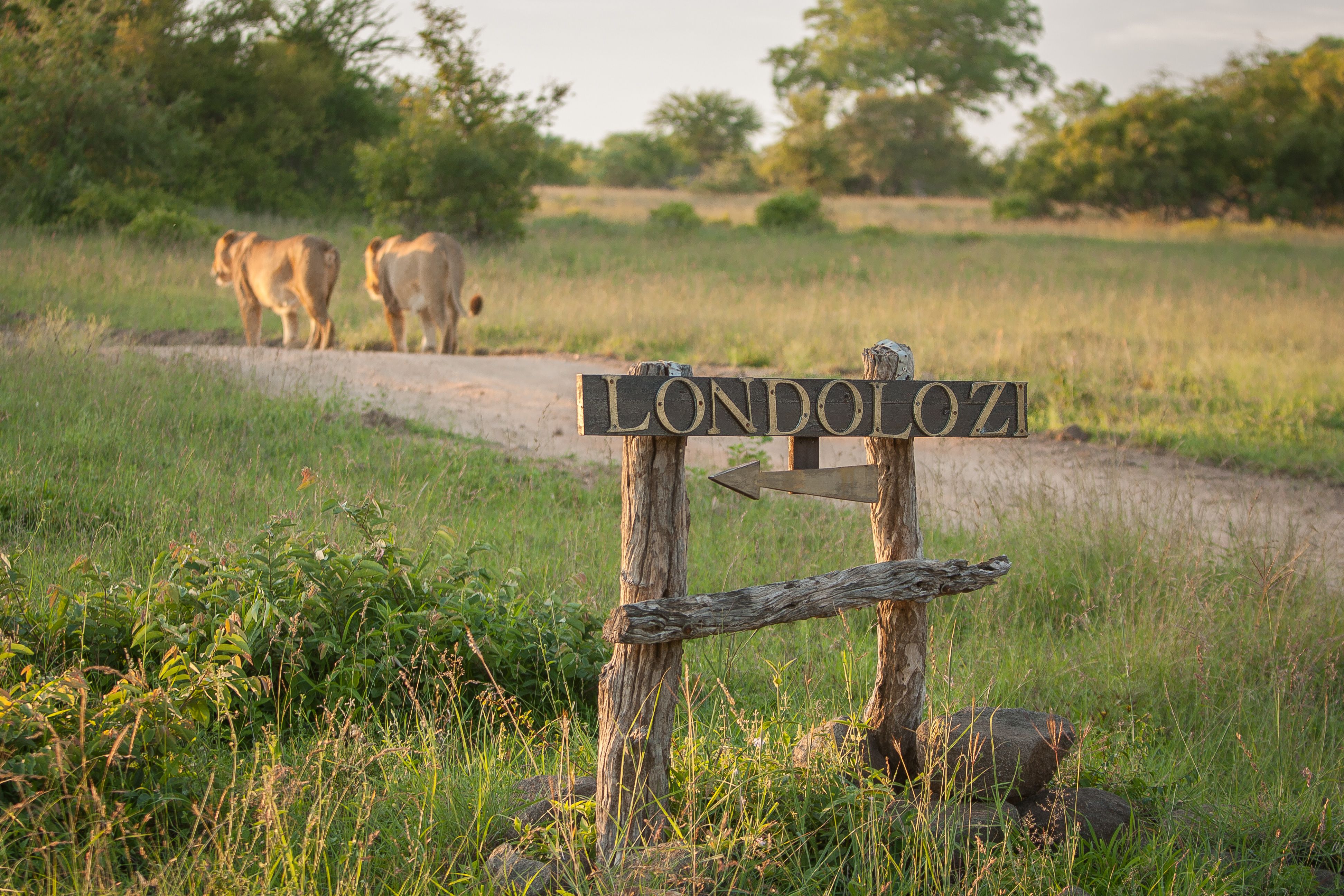 Why Londolozi Matters