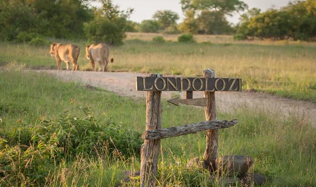 Why Londolozi Matters