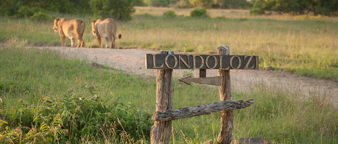 Why Londolozi Matters