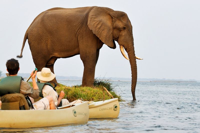 Guests observe an elephant whilst on a canoe safari on the Zambezi River