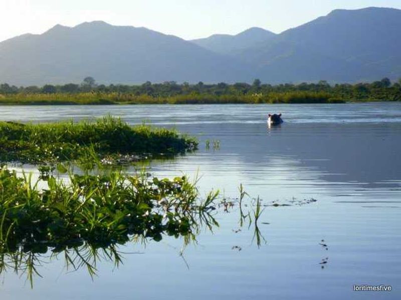 "Hello hippo, don't mind us." | The Zambezi River