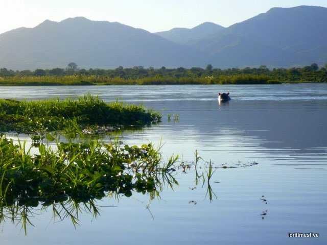 "Hello hippo, don't mind us." | The Zambezi River